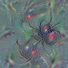 n01774384 black widow, Latrodectus mactans